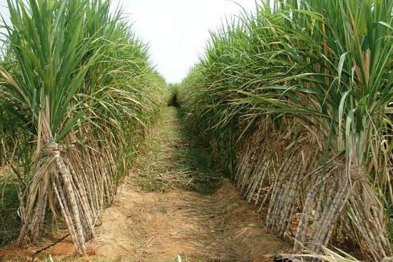 Sugar cane farm