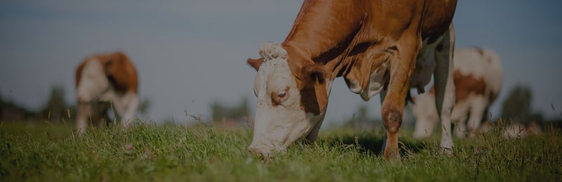 Cattle grazing in a field